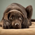 犬が『飼い主さんを…