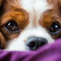 犬のキアリ様奇形の…