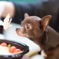 犬の肥満は危険！太る原因と4つの病気を解説