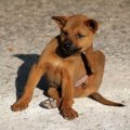 犬についたマダニの…