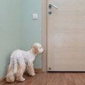 犬が飼い主のことを…