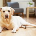 犬に怪我をさせない…