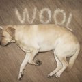 犬のキーホルダーも…
