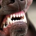 犬の「犬歯切断」っ…