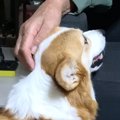 犬があまり好きじゃ…