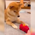 ビビりな犬に『おも…