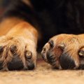 犬の肉球が乾燥して…