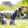 犬の加齢が原因で起…