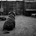 犬が『壁をジッと見…