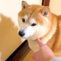 犬がおばあちゃんの…