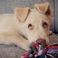 犬から絶対に嫌われ…