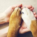 知っておこう！犬の…