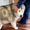 犬が仕事場に出勤し…