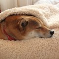 犬の老後はどう過ご…
