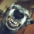 犬が警戒中のときに…