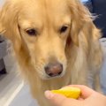 『大型犬にレモンを…