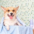 犬の体臭を消すには…