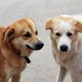 『犬同士が喧嘩』す…