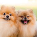犬は『他の犬の顔』…