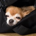 「ドジっ子」の多い…