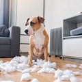 犬が家の中をボロボ…