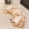 あざと可愛いが過ぎ…