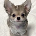 グレーの毛をもつ赤…