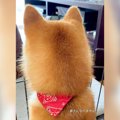 犬が『ブルーシート…