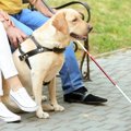『盲導犬』を見かけ…