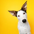 あなたは大丈夫？犬…