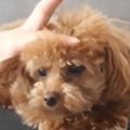 もじゃもじゃワンコ…