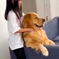 女の子が『大型犬の…