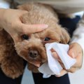 犬の『目ヤニ』が増…