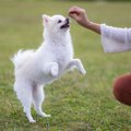 犬にジャンプをさせ…