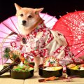 年末年始は『犬の誤…