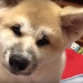 解せぬ。口笛に首を…