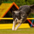 犬に「楽しい体験」…