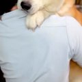 32キロの秋田犬が、…