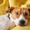 心配…。犬が苦しそう…