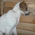 異例！盲目の犬の「…