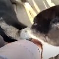 危険？野良犬に『ワ…