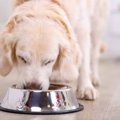 老犬に必要な栄養５つ