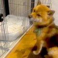 犬が新しいベッドを…