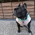 犬が固まって動かな…