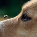 『好奇心旺盛な犬』…