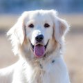 『愛されている犬』…