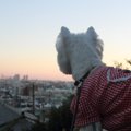 老犬介護士という仕…