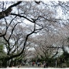 上野恩賜公園で犬と…