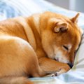 犬が体を丸める意味…