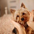 『甘えん坊』が多い…